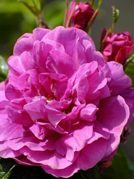 Parkrose 'Hansa' / Beetrose 'Hansa' / Rosa rugosa 'Hansa'
