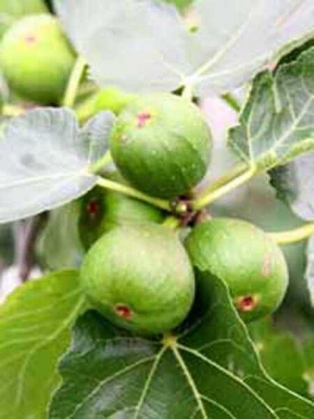 Ficus carica / Echter Feigenbaum / Feige