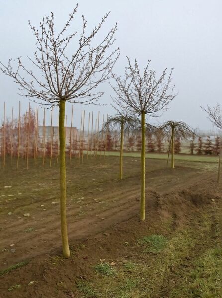Prunus 'Okame' / Zierkirsche 'Okame' Hochstamm 18-20 StU m. B., mehrere laublose Bäume mit runder Krone im Feld
