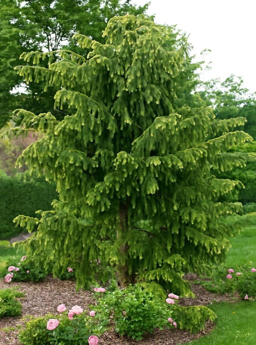Adlerschwingen-Eibe - Taxus baccata 'Dovastoniana' - Baumschule NewGarden