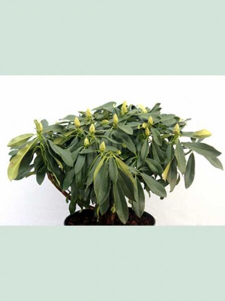 Rhododendron discolor 'James Burchett' (Rhododendron 'James Burchett') Solitär, Breite 60–70 cm, im Topf, mit Knospen.