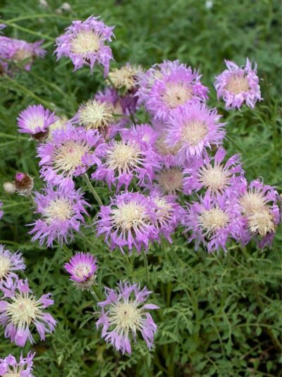 Silber-Flockenblume - Centaurea pulcherrima
