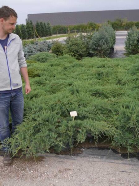 Juniperus pfitzeriana 'Pfitzeriana Glauca' / Blauer Pfitzer-Wacholder
