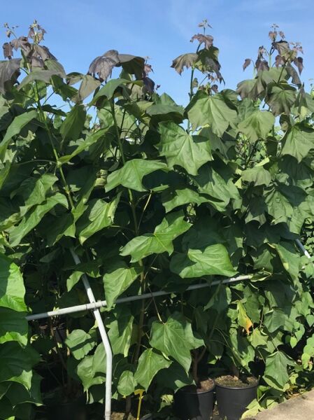 Blut-Trompetenbaum (Catalpa erubescens 'Purpurea') 150-175 cm C20, junger Baum im Container mit großen herzförmigen Blättern
