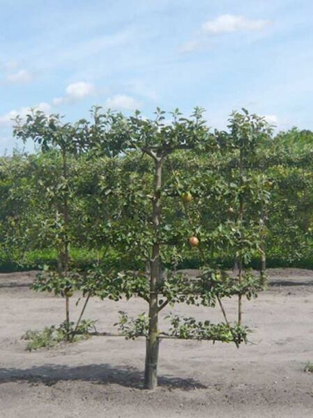 Malus domestica 'Notaris' / Apfel Notaris 'Boden-Spalier' H:160 B:160 T:20 (Stamm 50 cm)