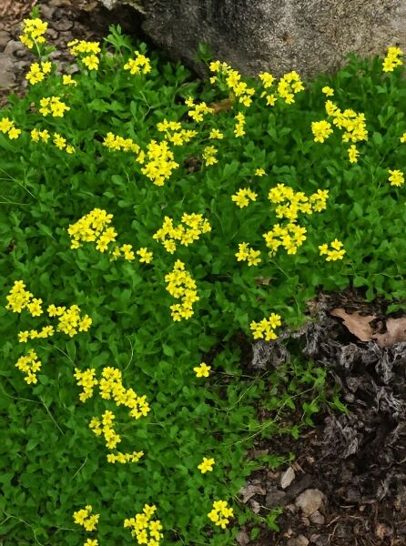 Draba sibirica (Sibirisches Hungerblümchen) als bodendeckender Pflanzenteppich mit zahlreichen kleinen gelben Blüten und grünem Laub.