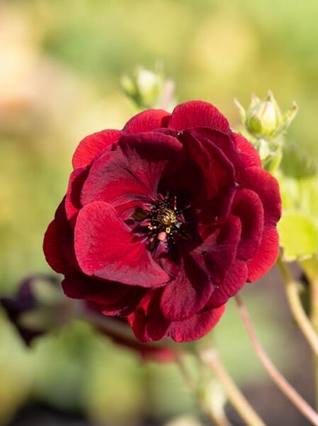 Fingerkraut 'Flambeau' / Potentilla cultorum 'Flambeau'
