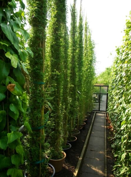 Winterjasmin (Jasminum nudiflorum) 250–300 cm C30 im Topf, aufgebunden und rankend an Stäben in Reihe aufgestellt.