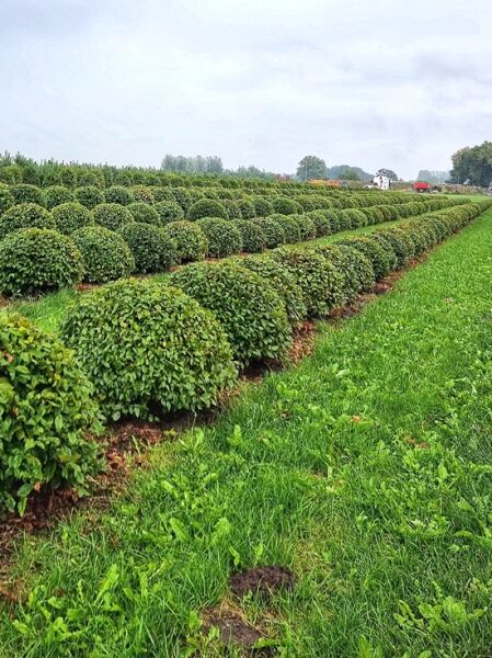 Hainbuche 'Kugel' / Carpinus betulus