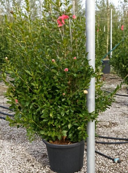 Herbst-Kamelie Camellia sasanqua 'Hiryu', Solitär 125-150 cm C50, im Topf mit dichtem Laub und rosa Blütenknospen.