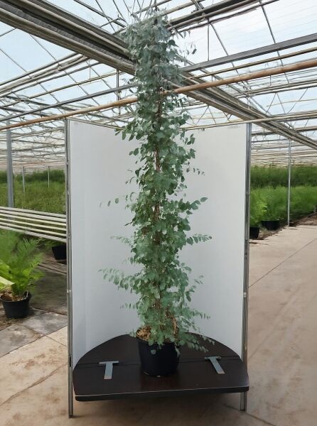 Mostgummi-Eukalyptus (Eucalyptus gunnii), 175–200 cm, C20, hochwachsender Topfbaum mit blaugrünem Laub im Container