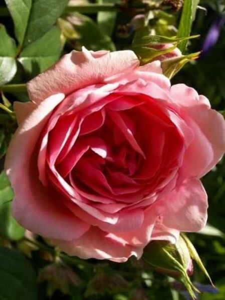 Beetrose 'Kimono' / Rosa 'Kimono ®'