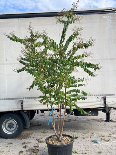 Kräuselmyrte ‘Sarah's Favorite’ 200-250 cm 'mehrstämmig' / Lagerstroemia indica ‘Sarah's Favorite’ (1577324)