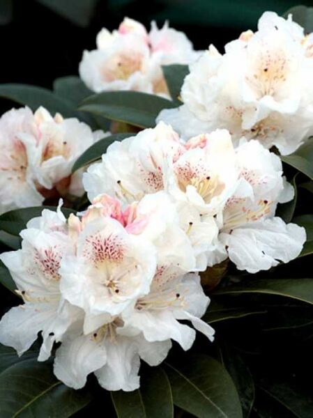Rhododendron Hybride 'Schneekönigin' / Rhododendron 'Schneekönigin'