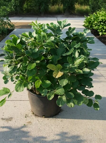 Großer Federbuschstrauch (Fothergilla major / Fothergilla monticola) 50–60 cm, C15, dicht belaubter Strauch im Topf.