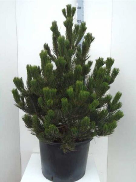 Pinus heldreichii 'Compact Gem' / Kompakte Schlangenhautkiefer / Zwerg-Schlangenhautkiefer