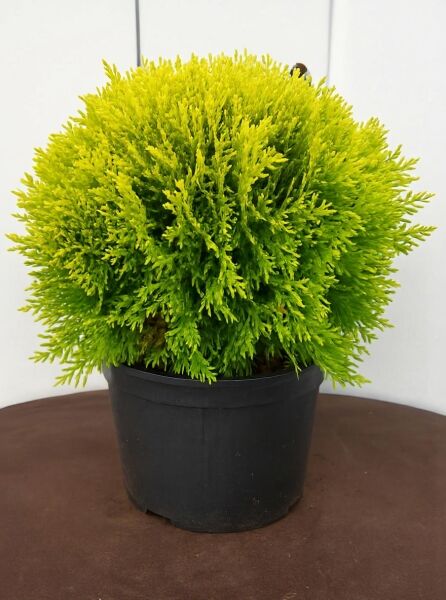 Thuja occidentalis 'Mirjam'® (Lebensbaum 'Mirjam'®) 40-50 cm C10, kompakter Nadelgehölz-Strauch im Topf