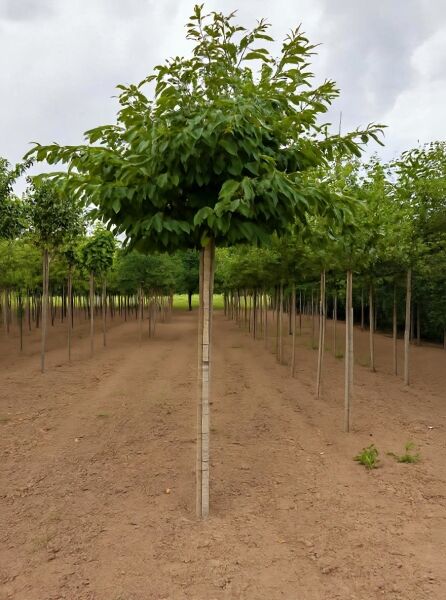 Prunus serrulata 'Shiro-fugen' (Weiße Zierkirsche) Hochstamm 14-16 StU, Baum mit kugeliger Krone und grünem Laub