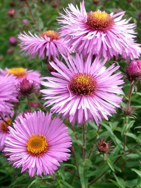 Beet-Rauhblatt-Aster 'Barrs Pink' / Aster novae-angliae 'Barrs Pink'