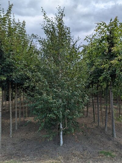 Weißrindige Himalaja-Birke (Betula utilis jacquemontii) 350-400 cm mit Stamm und belaubter Krone im Baumschulquartier