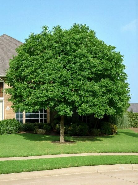 Pistacia chinensis (Chinesische Pistazie) als großer Laubbaum mit dichter, runder Krone und grünem Laub im Garten.