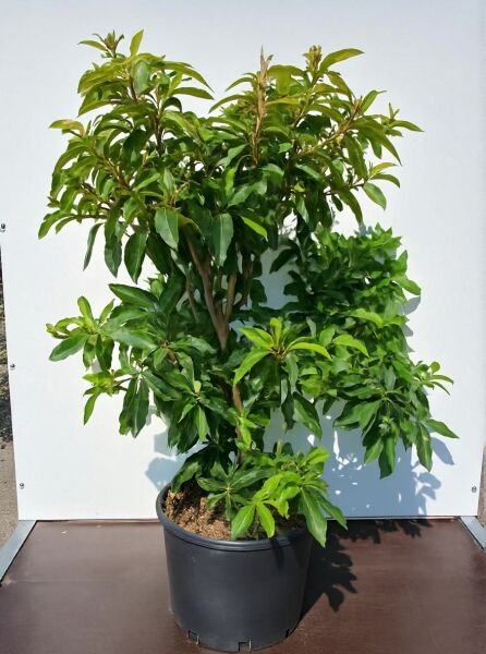 Clethra barbinervis 'Great Star'® / Silberkerzenstrauch 'Great Star'® im schwarzen C20-Topf, 100–125 cm, mit grünem Laub