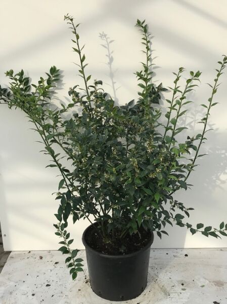 Sarcococca ruscifolia, ruscusblättrige Schattenblume, immergrüner Strauch im Topf, 60–80 cm, C20.