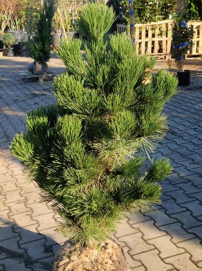 Pinus heldreichii 'Malinki' / Zwerg-Schlangenhaut-Kiefer 'Malinki', 100-125 cm m. B., kompakte Kiefer mit grünen Nadeln