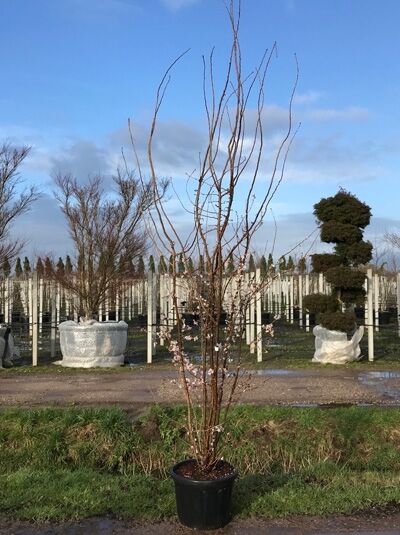 Prunus subhirtella 'Autumnalis' / Winterkirsche 'Autumnalis' 250-300 cm C50, mehrstämmiger Baum im Container, unbelaubt