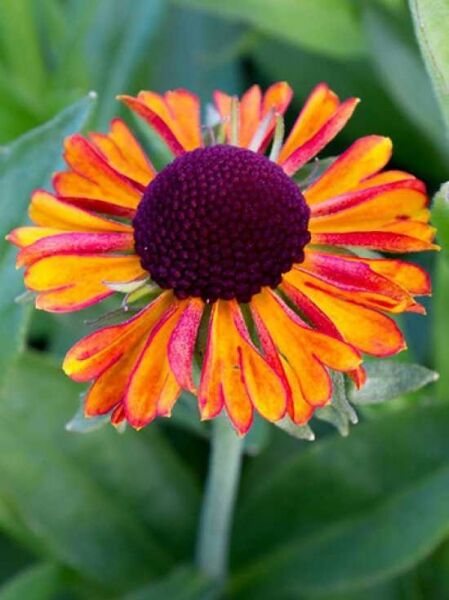 Sonnenbraut (Helenium) 'Short and Sassy®' mit orange-gelben Blütenblättern und dunkler, erhöhter Blütenmitte in Nahaufnahme