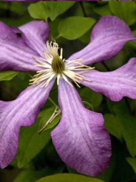 Waldrebe 'Nikolaj Rubtzov' / Clematis 'Nikolaj Rubtzov'