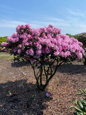 rhododendron bloom Chionoides Rhododendron main image 1
