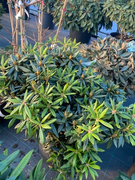 Rhododendron 'Blewbury'  / Rhododendron roxieanum 'Blewbury' (syn. Blewberry)
