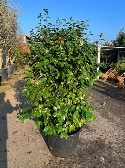 dracena surculosa florida beauty Dracaena Surculosa ( Florida beauty ) for Sale