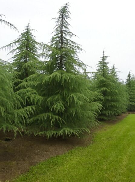 Cedrus deodara (Himalaja-Zeder) 400–500 cm, mehrstämmiger Nadelbaum mit hängenden, dicht benadelten Zweigen.