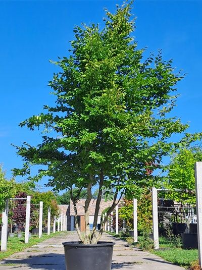 Mehrstämmige Hainbuche (Carpinus betulus) im Container, 300–350 cm, mit dichtem grünen Laub und aufrechtem Wuchs.