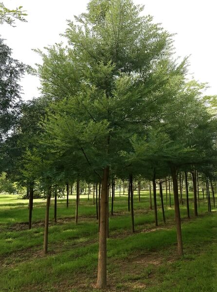 Styphnolobium japonicum / Japanischer Schnurbaum Hochstamm 30-35 StU m. Db., Baum mit rundlicher Krone und grünem Laub.