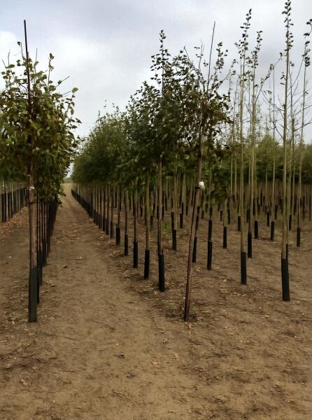 Gerippte Birke (Betula costata) Hochstamm 10-12 StU mit Drahtballen, schlanker Stamm und belaubte Krone in Baumschule.