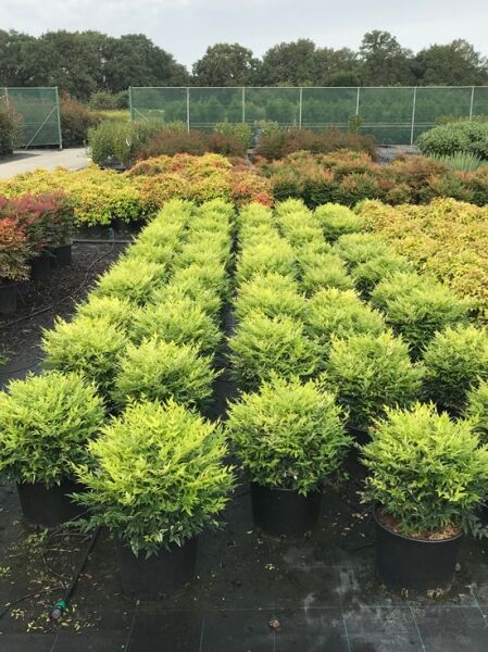 Heiliger Bambus / Himmelsbambus 'Magical Lemon an Lime' ® / Nandina domestica 'Magical Lemon and Lime' ®