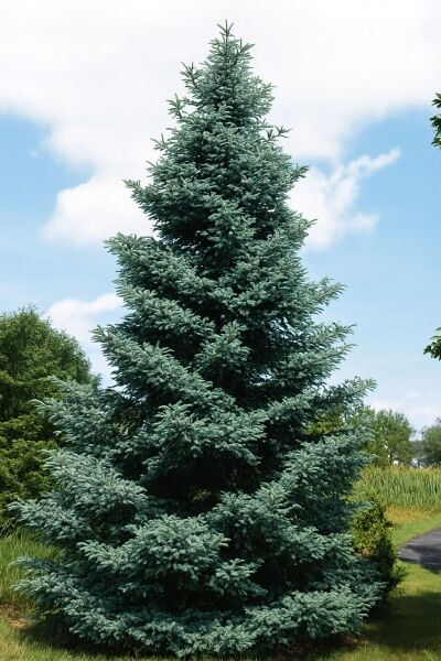 Spanische Tanne 'Glauca' / Spanische Tanne 'Glauca'