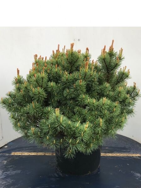 Pinus sylvestris 'Beuvronensis' / Kiefer 'Beuvronensis' / Gemeine Kiefer 'Beuvronensis'