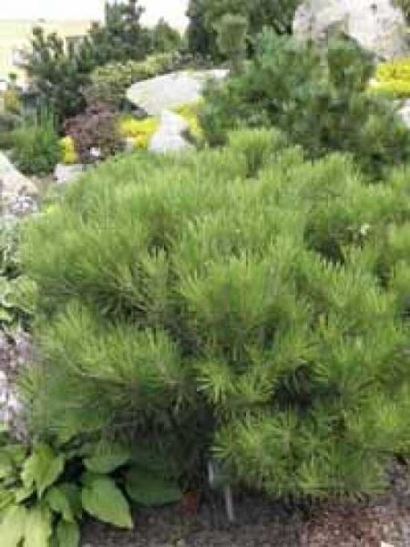Pinus densiflora 'Alice Verkade' / Kiefer 'Alice Verkade' / japanische Strauchkiefer