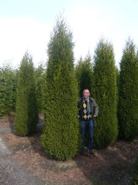 Grüne Bastardzypresse '2001' (Cupressocyparis leylandii '2001') als hoher, säulenförmiger Nadelbaum im Baumschulfeld.