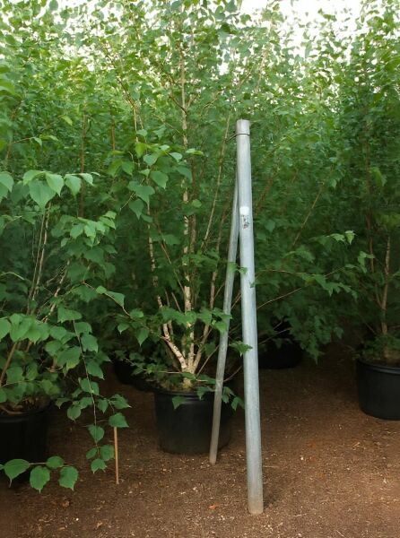 Weißrindige Himalaja-Birke (Betula utilis jacquemontii) im Container C50, mehrstämmig mit grünen Blättern, 250–300 cm