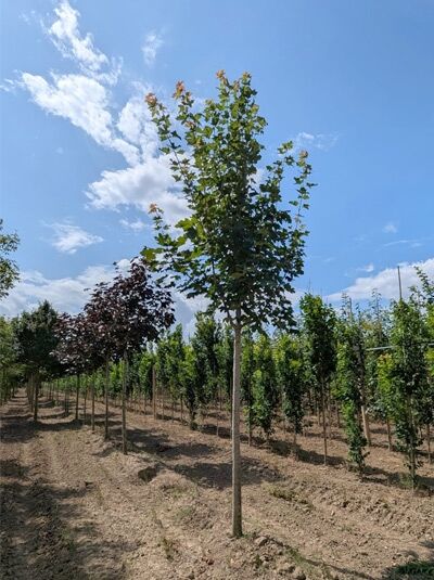 Spitz-Ahorn (Acer platanoides) Hochstamm 16-18 StU mit Drahtballen, gerader Stamm und belaubte Krone im Freiland