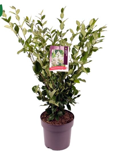 Japanischer Liguster 'Texanum' - Ligustrum japonicum 'Texanum'