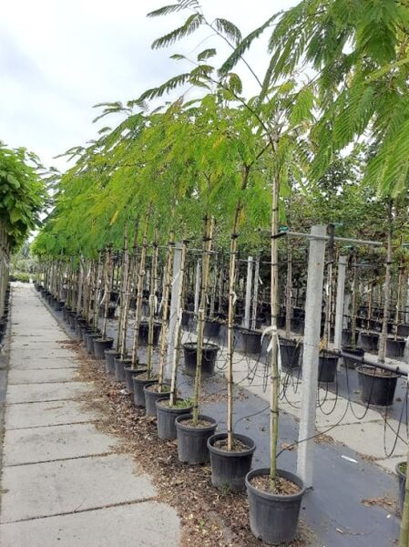 Albizia julibrissin (Seidenbaum/Schlafbaum) Hochstamm 10-12 StU im Container, Reihe junger Bäume in schwarzen Pflanztöpfen.