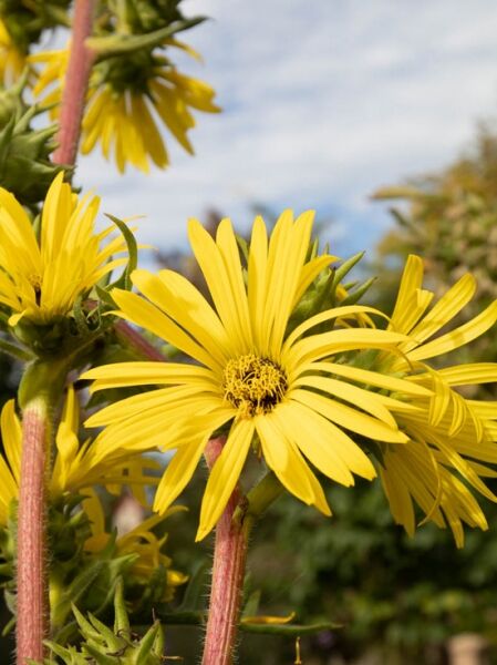 Geschlitzte Kompasspflanze / Geschlitzte Kompasspflanze