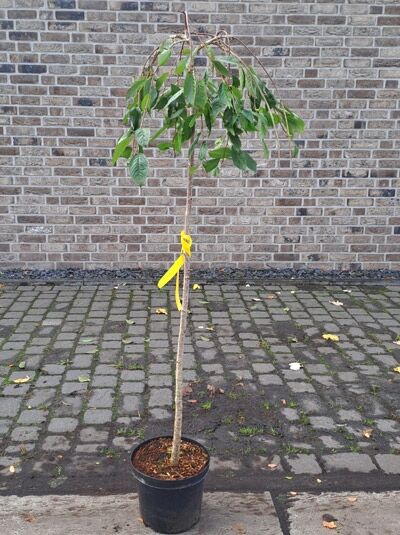 Prunus yedoensis 'Shidare-yoshino' / Hänge-Tokyo-Kirsche 'Shidare-yoshino' Stämmchen, 110 cm Stamm, C7 im Topf