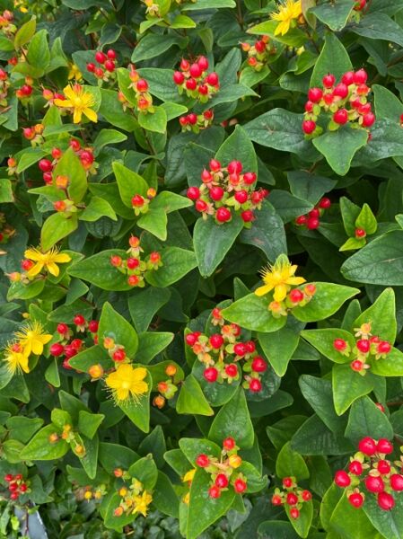 Hypericum 'Miracle Attraction' / Johanniskraut 'Miracle Attraction'